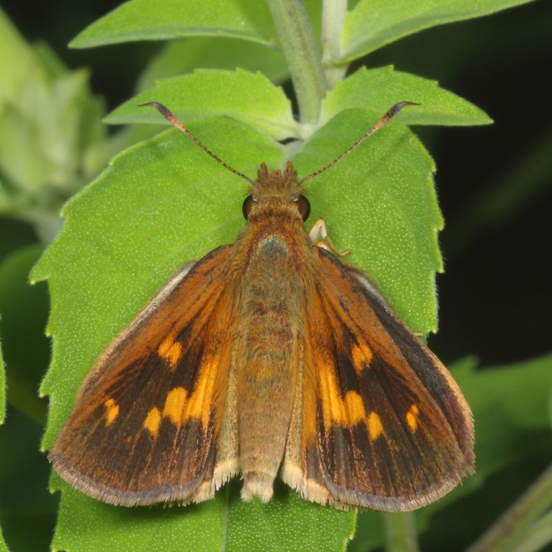 Broad-winged Skipper ♂