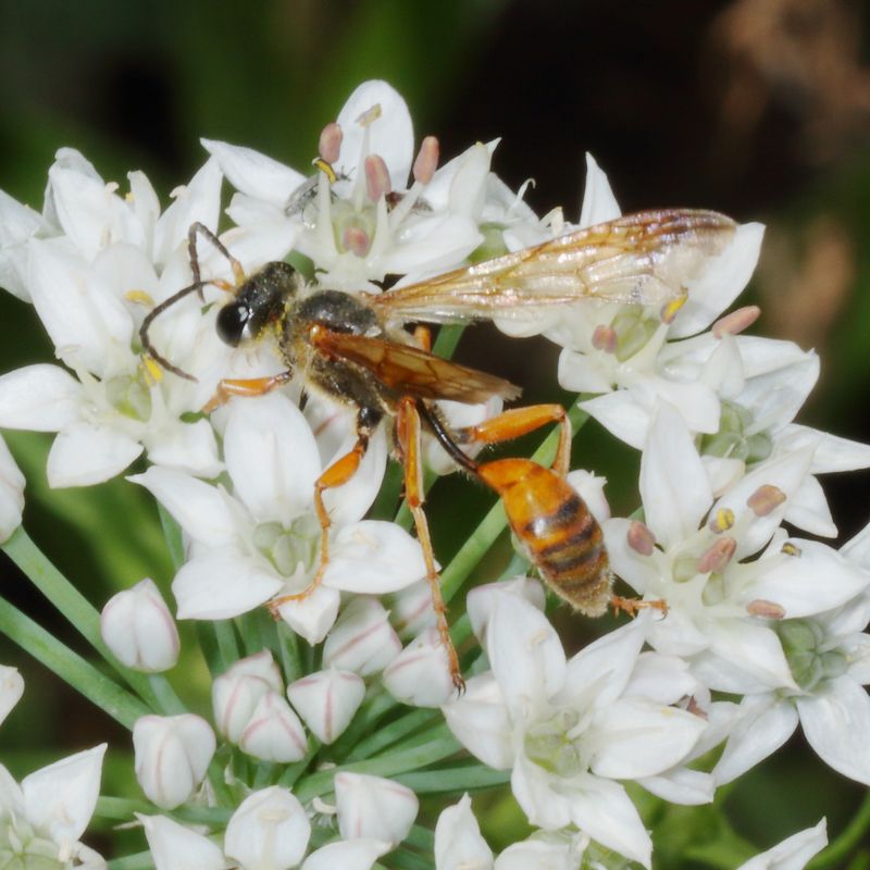 Isodontia elegans * Elegant Grass-carrying Wasp 