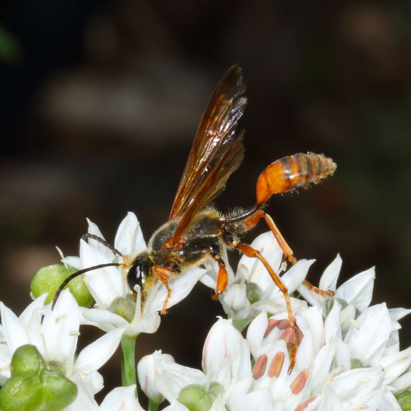 Isodontia elegans * Elegant Grass-carrying Wasp