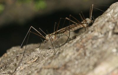 Symplecta cana