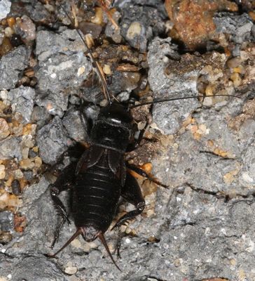 Spring Field Cricket ♀ * Gryllus veletis