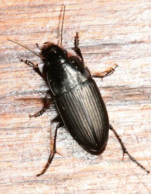 Anisodactylus rusticus