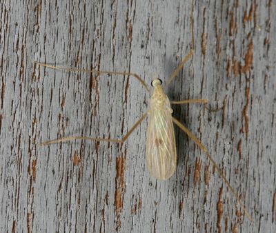 Limoniidae : Limoniid Crane Flies