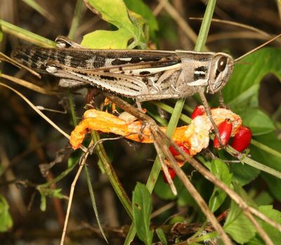 American Bird Grasshopper ♀