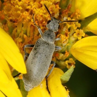 Epicauta fortis