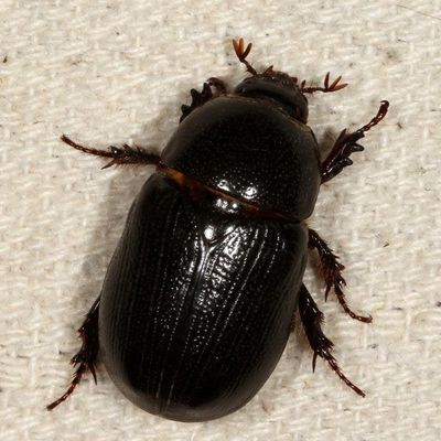 Ligyrus relictus