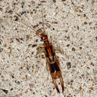 Shore Earwig