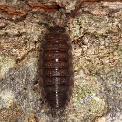 Porcellio scaber * Common Rough Woodlouse
