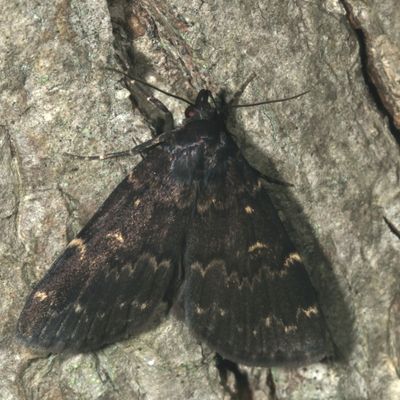 Hodges#8334 * Glossy Black Idia * Idia lubricalis