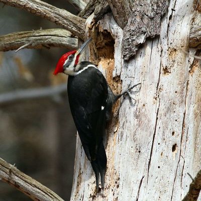 Pileated Woodpecker ♂