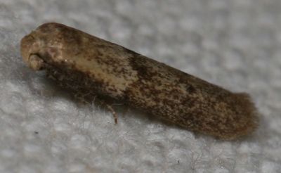 Hodges#1246 * Pigritia murtfeldtella