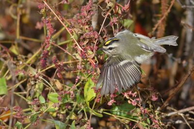 Golden-crowned Kinglet