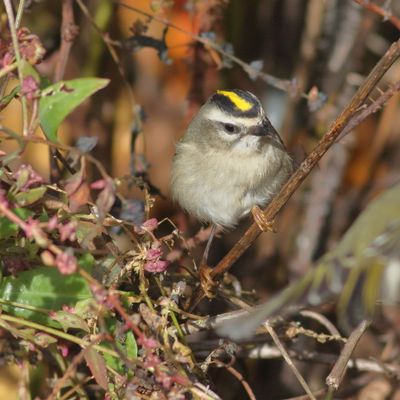 Golden-crowned Kinglet