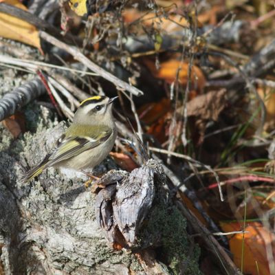 Golden-crowned Kinglet