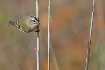 Golden-crowned Kinglet