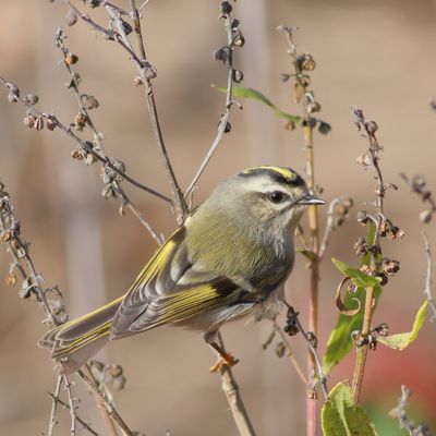 Golden-crowned Kinglet