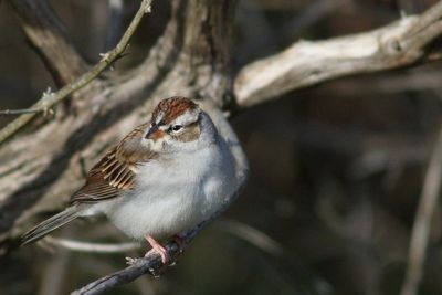 Chipping Sparrow