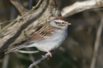 Chipping Sparrow
