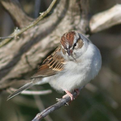Chipping Sparrow