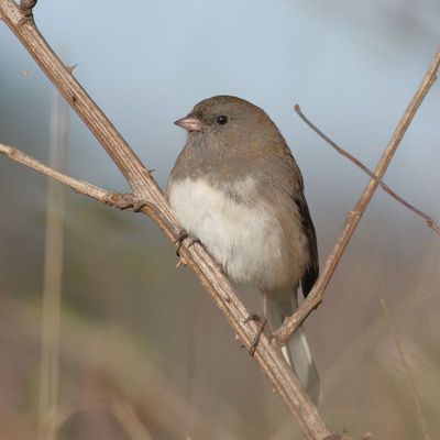 Slate-colored Junco ♀