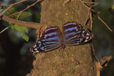 Mexican Bluewing ♂