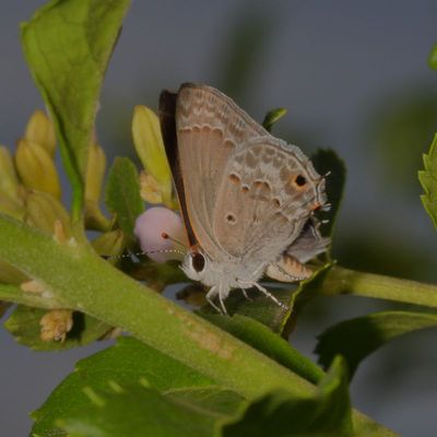 Mallow Scrub-Hairstreak