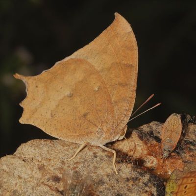 Tropical Leafwing