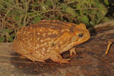 Giant Toad * Rhinella horribilis