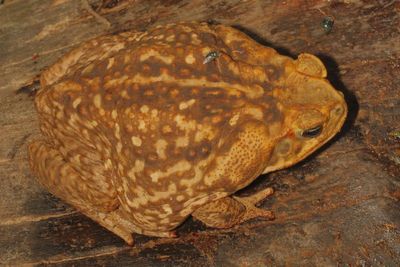 Giant Toad * Rhinella horribilis