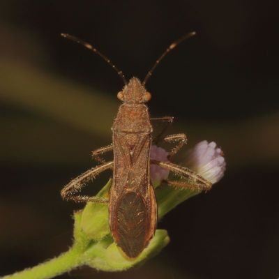 Burtinus notatipennis