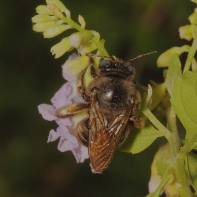 Xylocopa tabaniformis parkinsoniae * Parkinsonia Horse-fly Carpenter