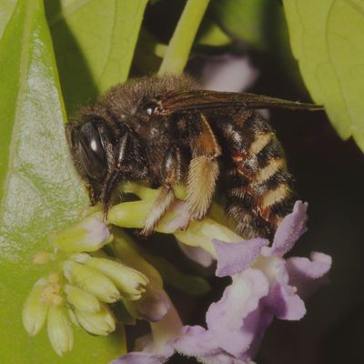 Xylocopa tabaniformis parkinsoniae * Parkinsonia Horse-fly Carpenter