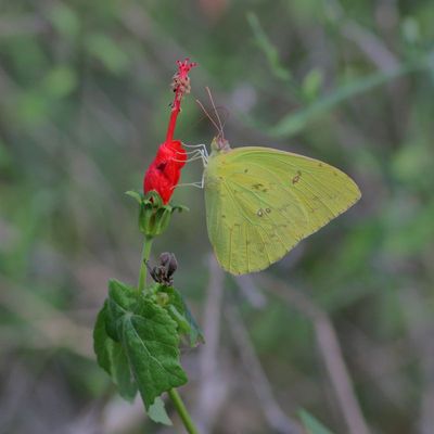 Cloudless Sulphur ♂