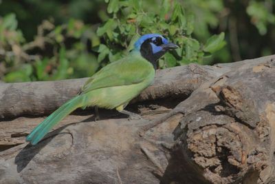 Green Jay