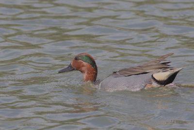 Green-winged Teal ♂