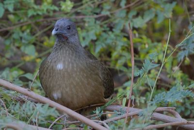 Plain Chachalaca