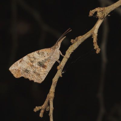 American Snout