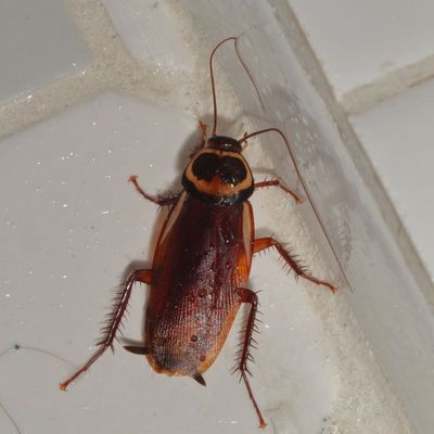 Periplaneta australasiae * Australian Cockroach