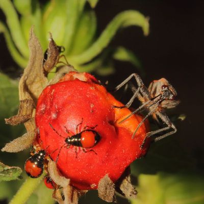 Largus maculatus nymph