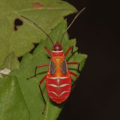 Dysdercus concinnus * Pale Red Bug nymph