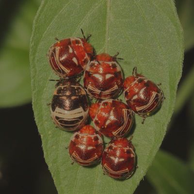 Orsilochides stictica Nymphs