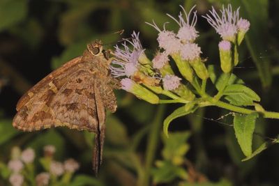 Dorantes Longtail