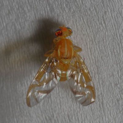 Anastrepha ludens * Mexican Fruit Fly ♂