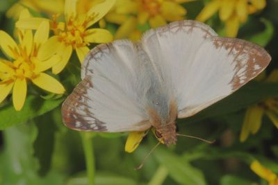 Laviana White-Skipper ♀ 