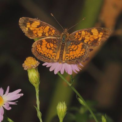 Pearl Crescent