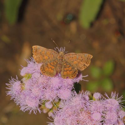 Red-bordered Metalmark ♀
