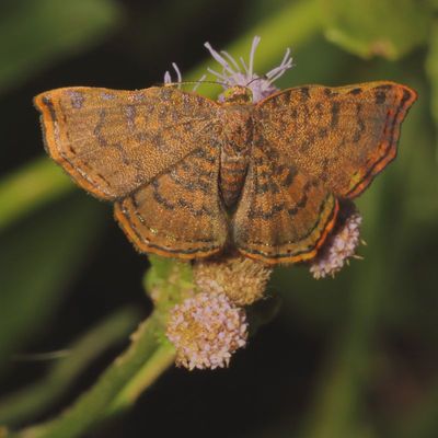 Red-bordered Metalmark. ♀