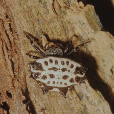 Gasteracantha cancriformis