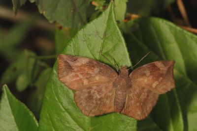 Sickle-winged Skipper ♀