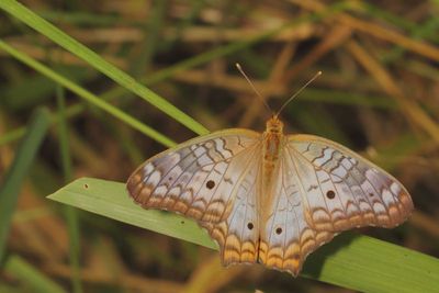 White Peacock